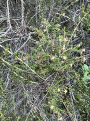 Adenostoma fasciculatum