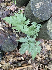 Pteris grevilleana