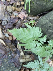 Pteris grevilleana