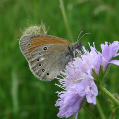 Coenonympha glycerion