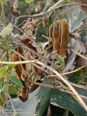 Mucuna pruriens
