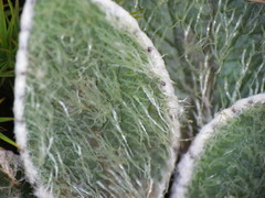 Brachyglottis bellidioides