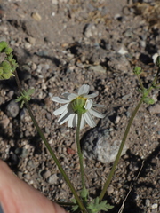 Perityle crassifolia robusta