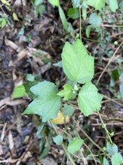 Urena procumbens