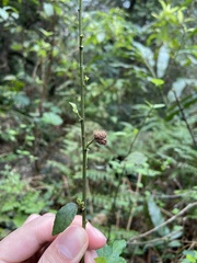 Urena procumbens