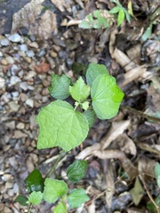 Urena procumbens