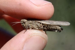 Chimarocephala pacifica