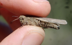 Chimarocephala pacifica