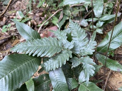Pteris grevilleana