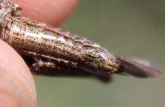 Chimarocephala pacifica