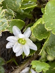 Dichosciadium ranunculaceum