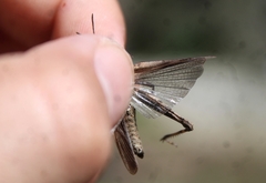 Chimarocephala pacifica