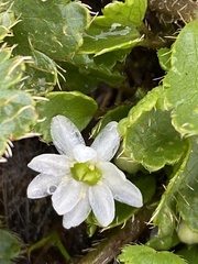 Dichosciadium ranunculaceum