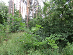 Celtis occidentalis
