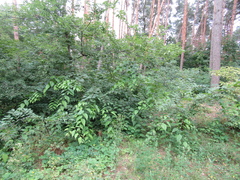 Celtis occidentalis