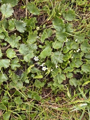 Dichosciadium ranunculaceum