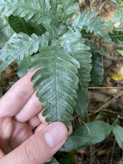 Pteris grevilleana
