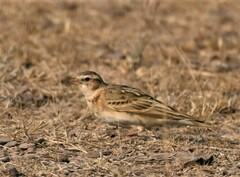Calandrella dukhunensis