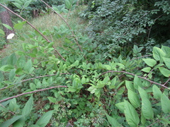 Celtis occidentalis