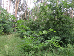 Celtis occidentalis