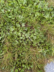 Dichosciadium ranunculaceum