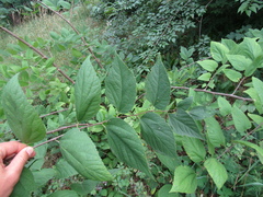 Celtis occidentalis