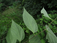 Celtis occidentalis
