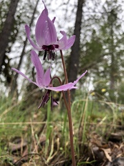 Erythronium hendersonii