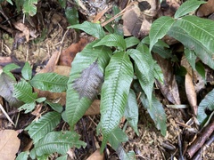 Grypothrix triphylla