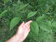 Celtis occidentalis