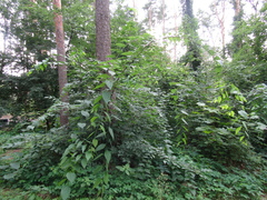 Celtis occidentalis