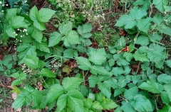 Rubus × idaeoides