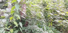 Celtis occidentalis