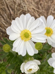 Ranunculus anemoneus