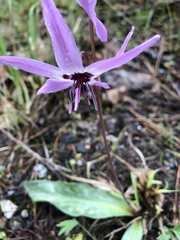Erythronium hendersonii