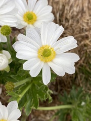Ranunculus anemoneus
