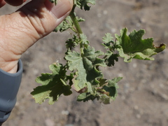 Perityle crassifolia robusta