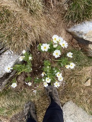 Ranunculus anemoneus