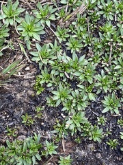 Plantago glacialis