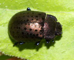 Chrysolina exanthematica