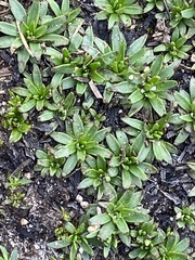 Plantago glacialis