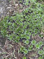 Plantago glacialis