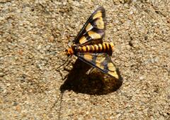 Amata trigonophora