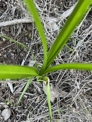 Toxicoscordion fremontii