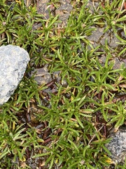 Brachyscome stolonifera