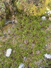 Brachyscome stolonifera