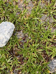 Brachyscome stolonifera