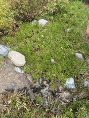 Brachyscome stolonifera