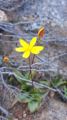 Pauridia gracilipes gracilipes