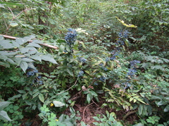 Berberis aquifolium